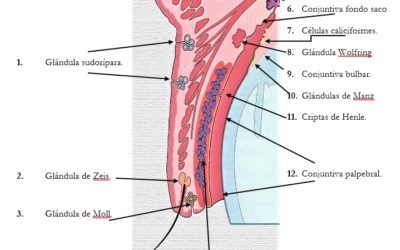 GLÁNDULAS DE LA CONJUNTIVA