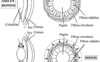 VÍAS VISUALES